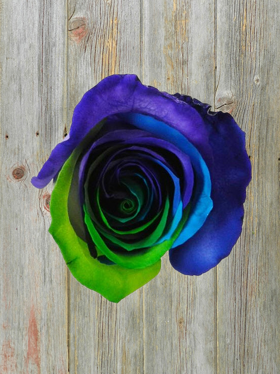 OPAL  TINTED ROSES